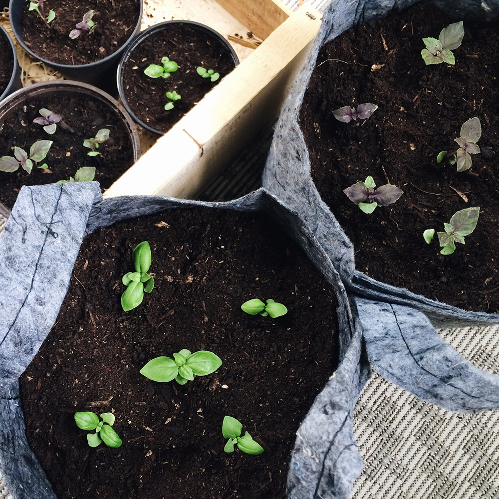 Potager 2019: semis de basilic