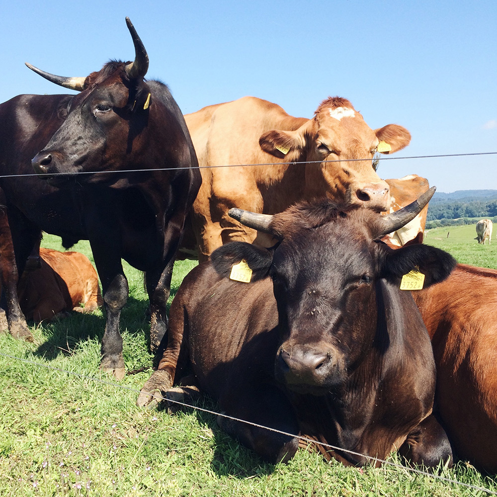 Les vaches libres du sanctuaire du Seeland