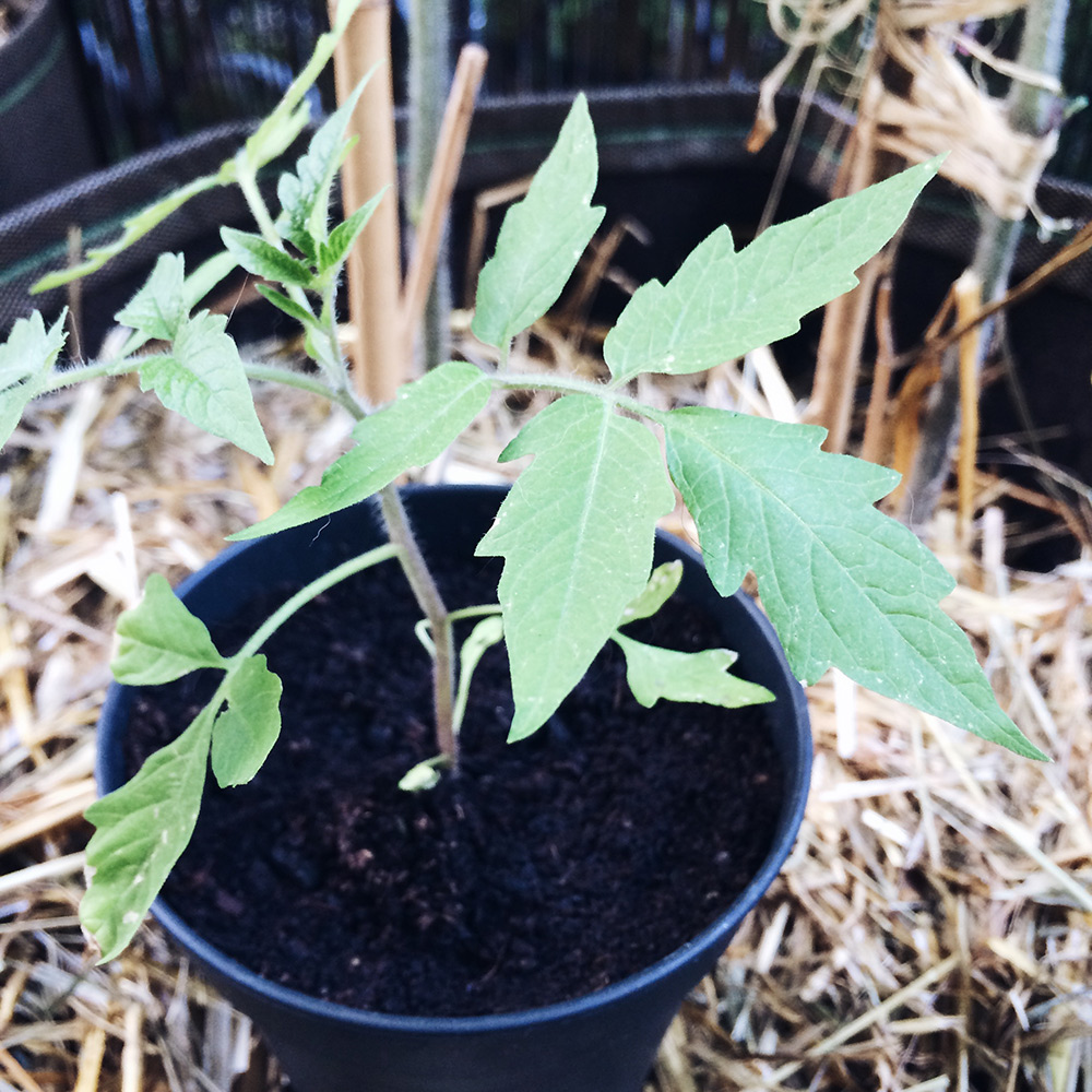 Potager 2019: jeune plant de tomate