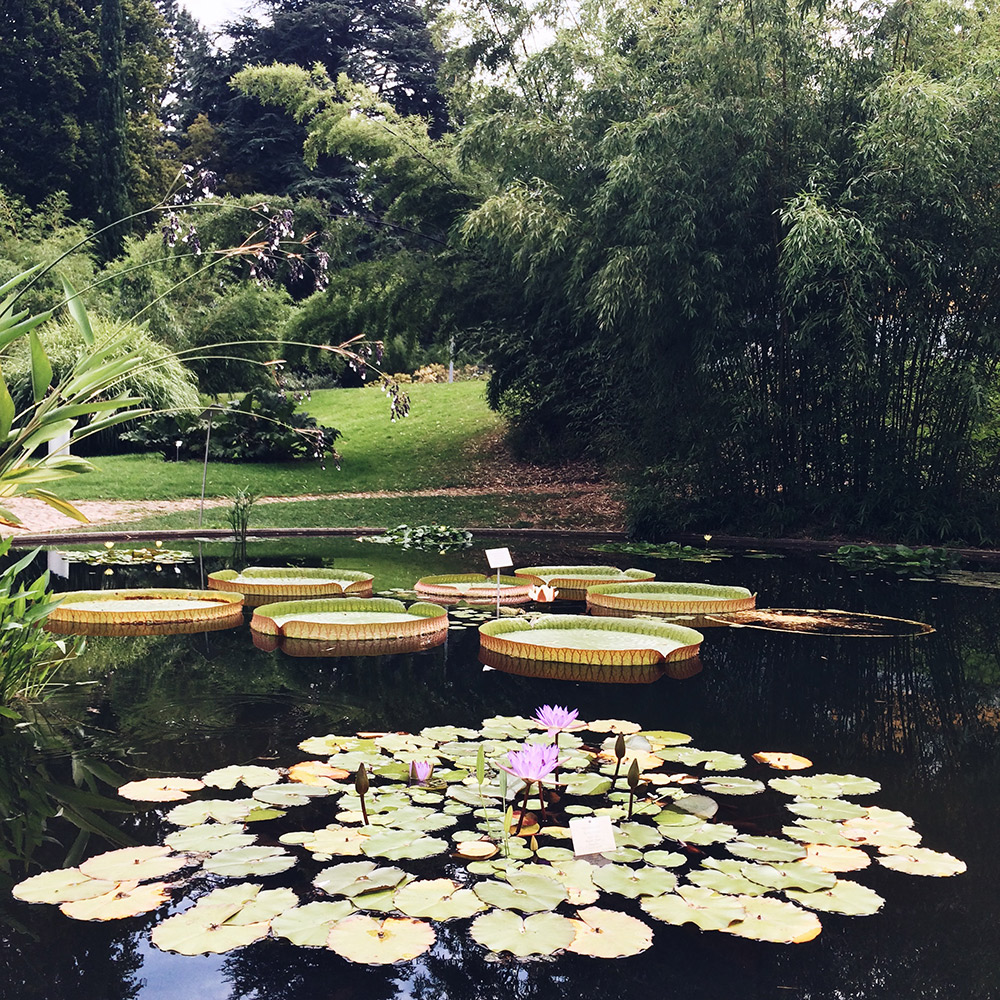 Étang de nénuphars victoria au jardin botanique de Freiburg, en Allemagne