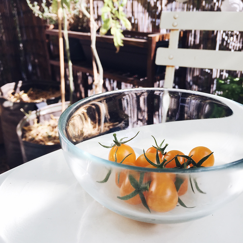 Potager 2019: petite récolte de tomates cerises