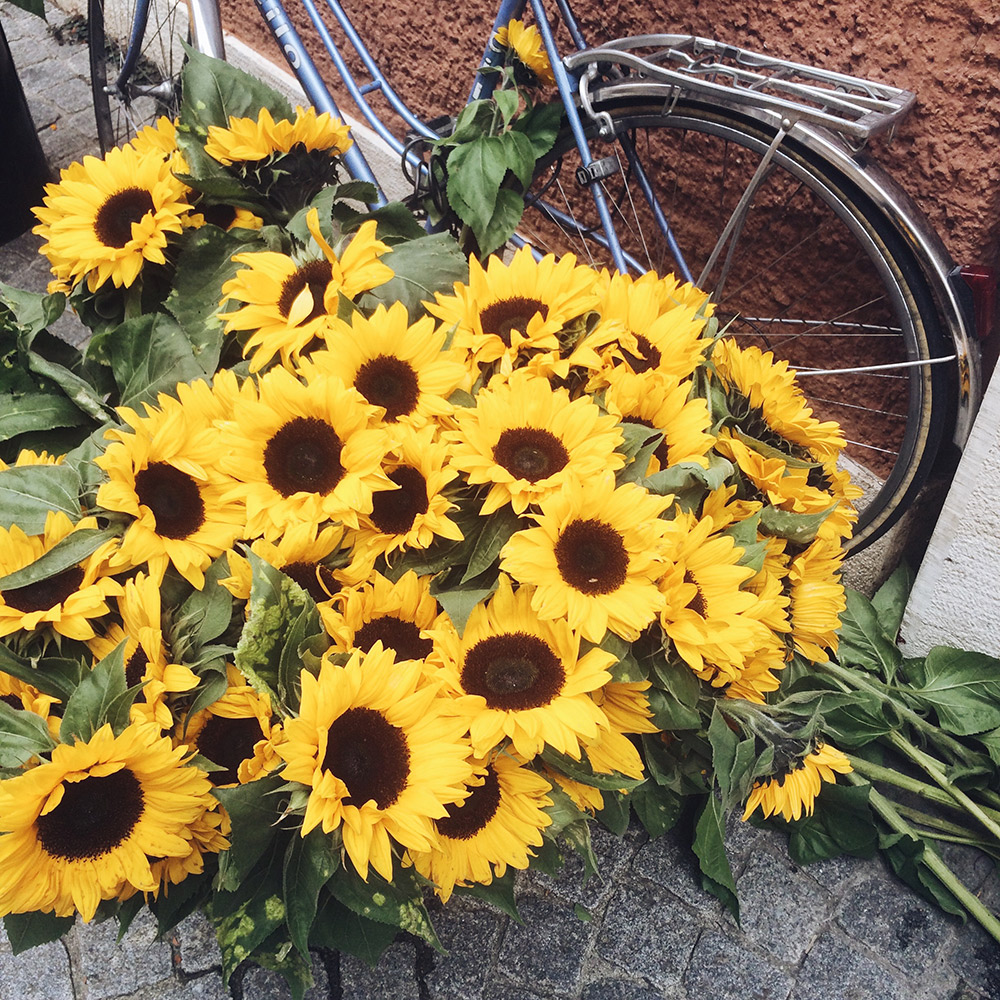 Bouquets de tournesols au marché de Bienne