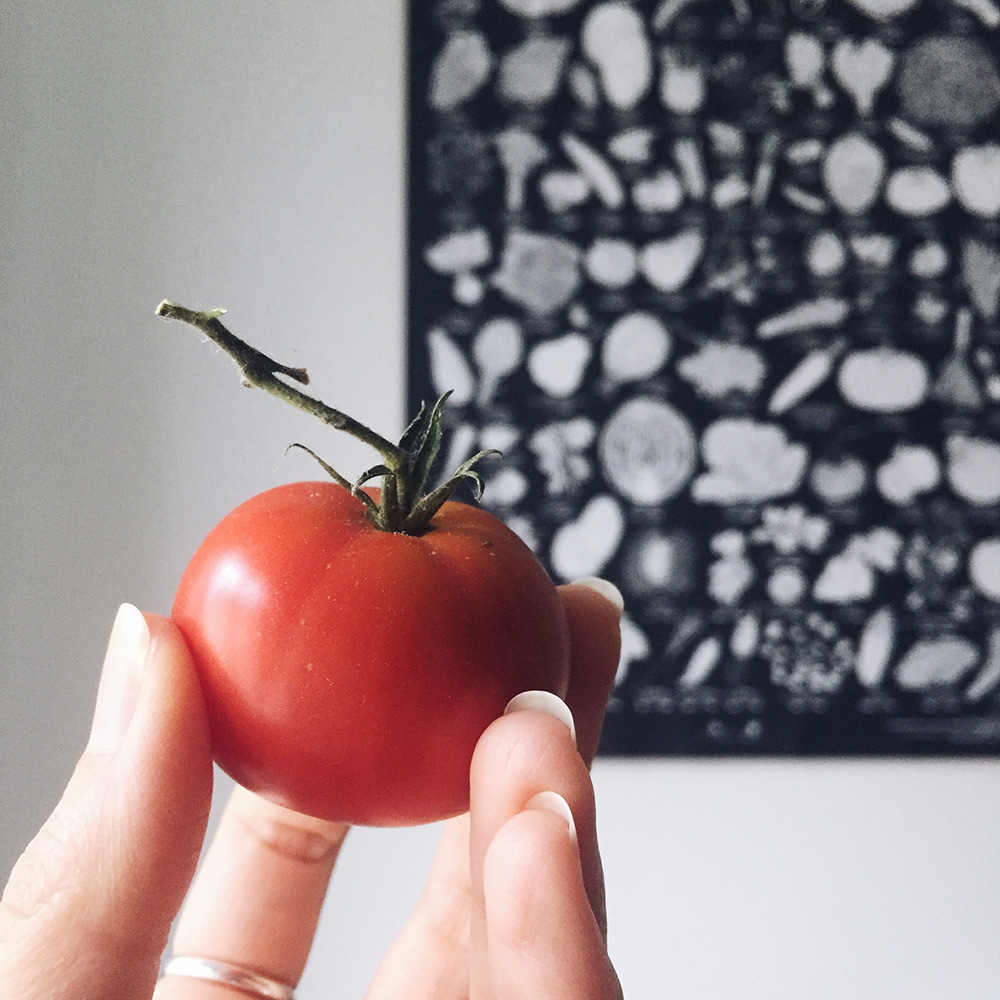 Potager 2019: récolte d'une unique tomate Rose de Berne