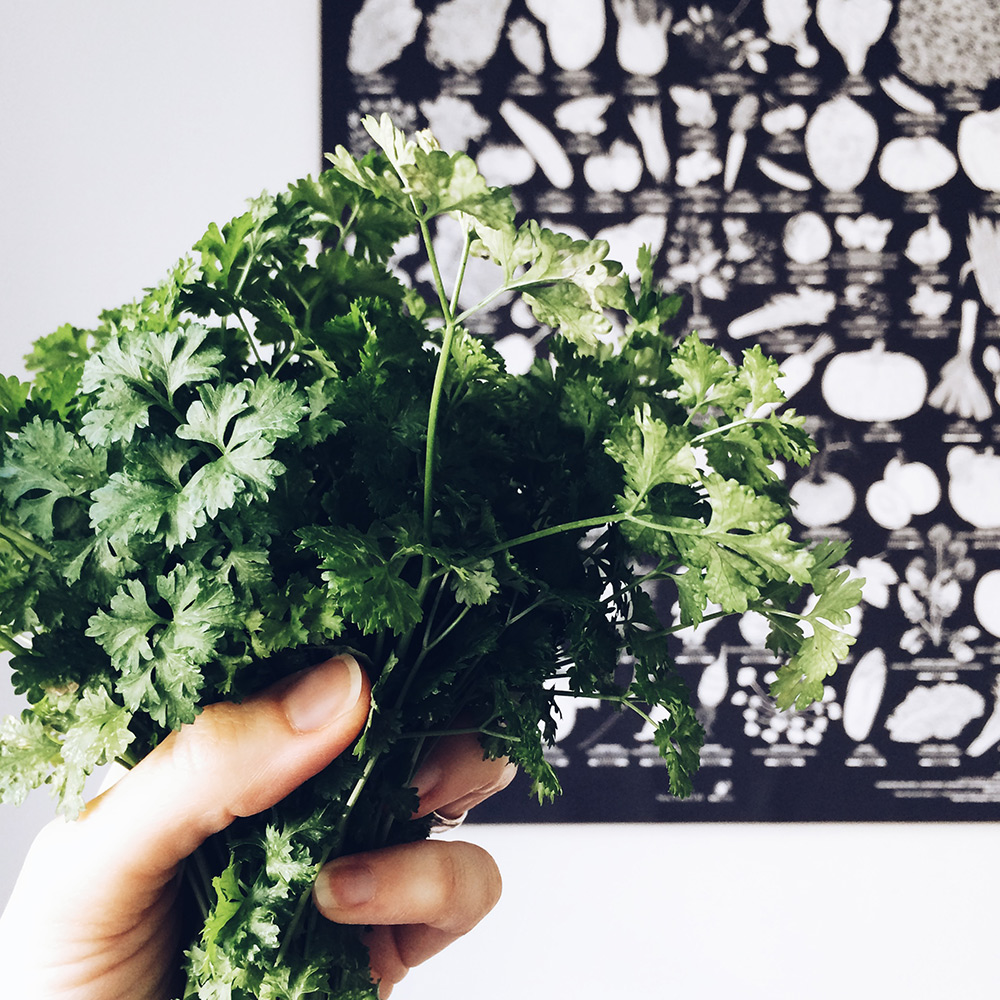 Potager 2019: récolte d'une poignée de persil