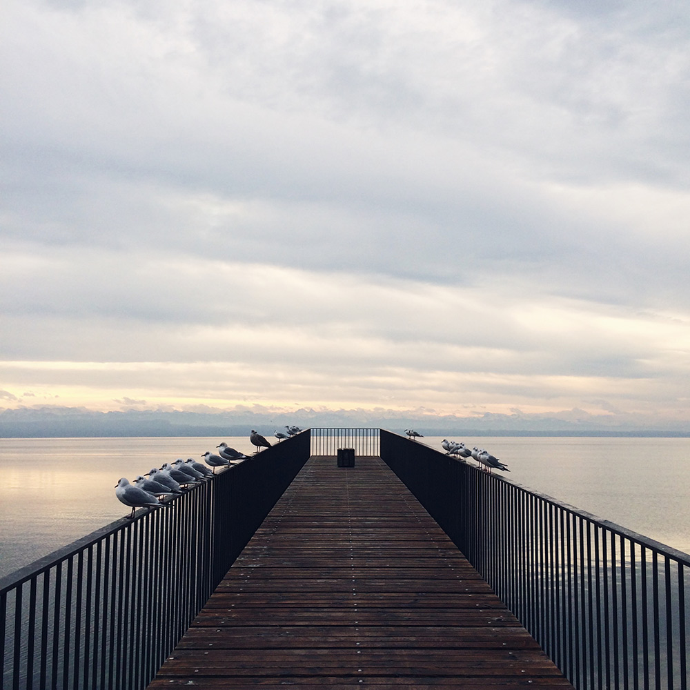 Alignements de mouettes sur la passerelle de l'utopie, au bord du lac de Neuchâtel