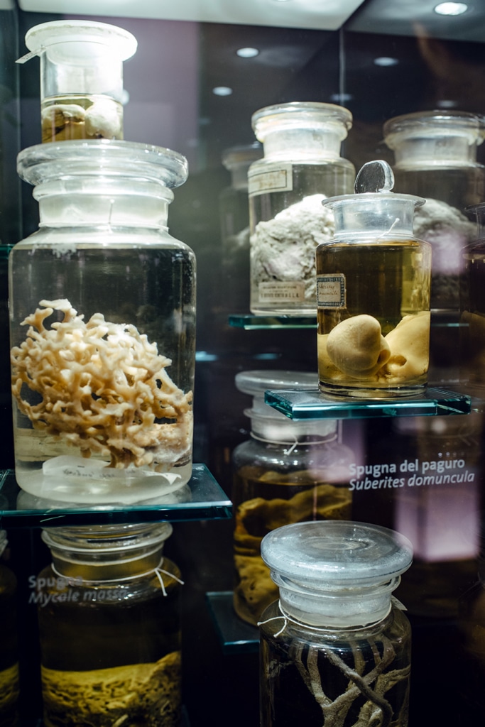 Musée d'histoire naturelle de Venise