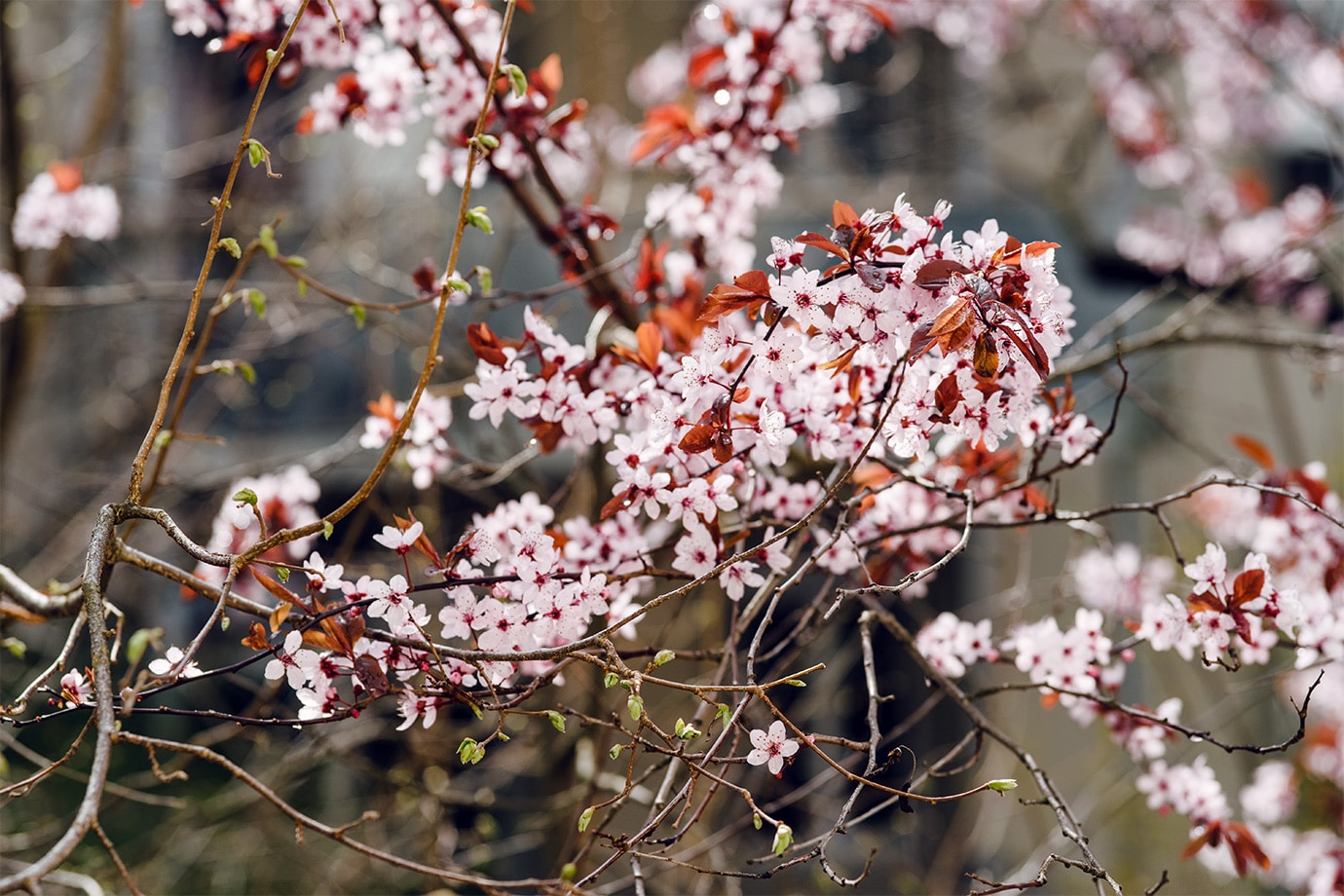 Prunus en fleurs au tout début du printemps