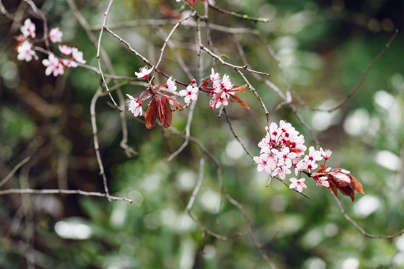Prunus en fleurs au tout début du printemps