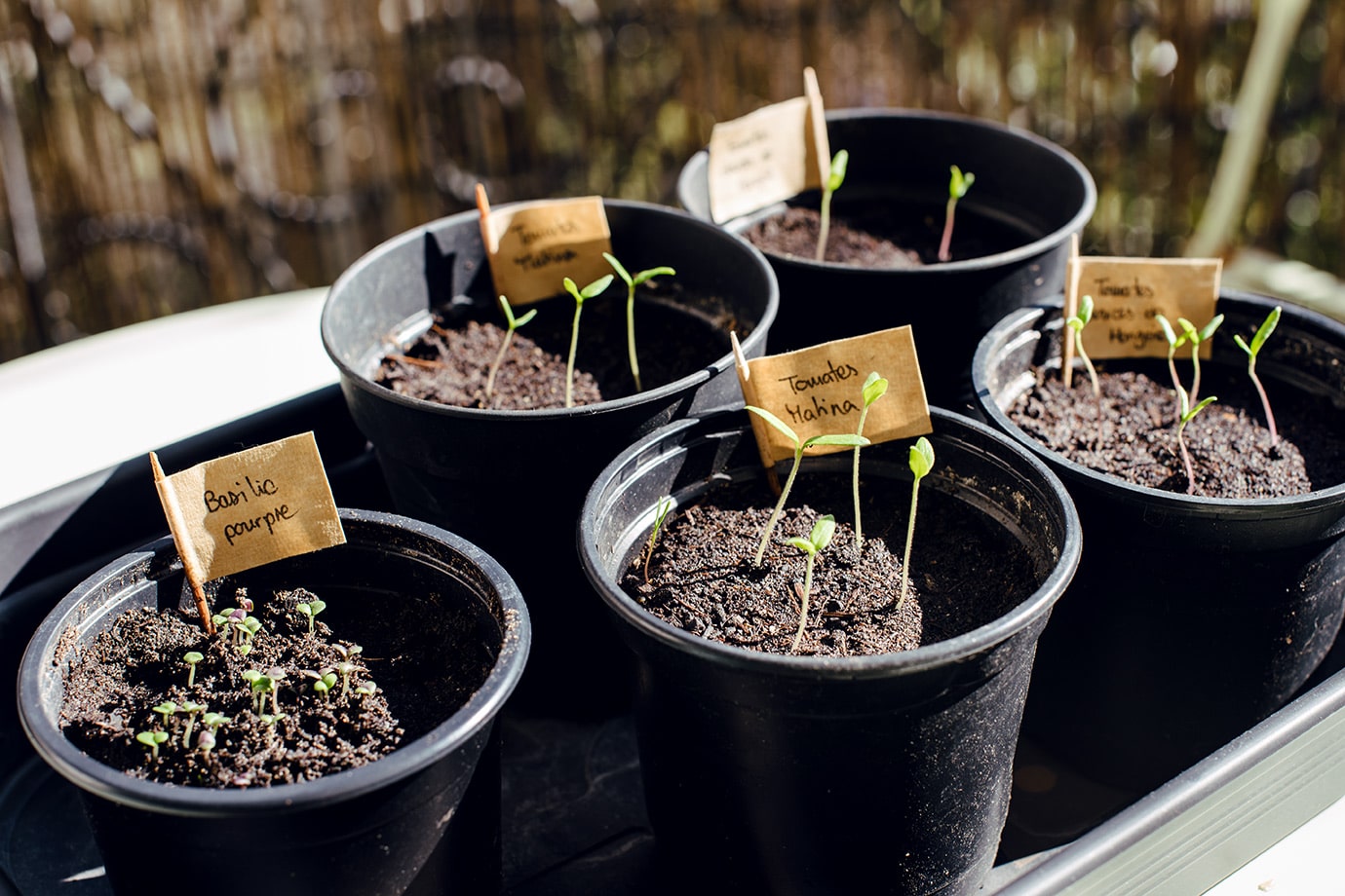 Jeunes pousses de tomates et de basilic