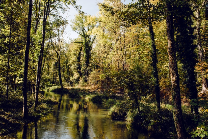 Forêt bordant le lit de l'ancienne Aar, entre Aarberg et Lyss, dans le canton de Berne