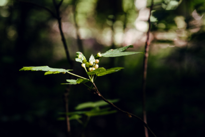 Balade en forêt