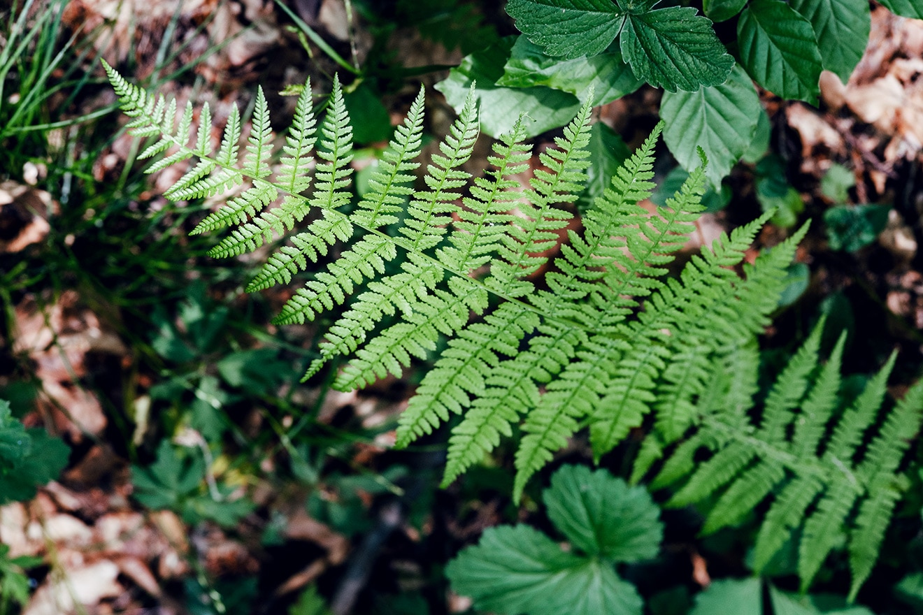 Feuille de fougère