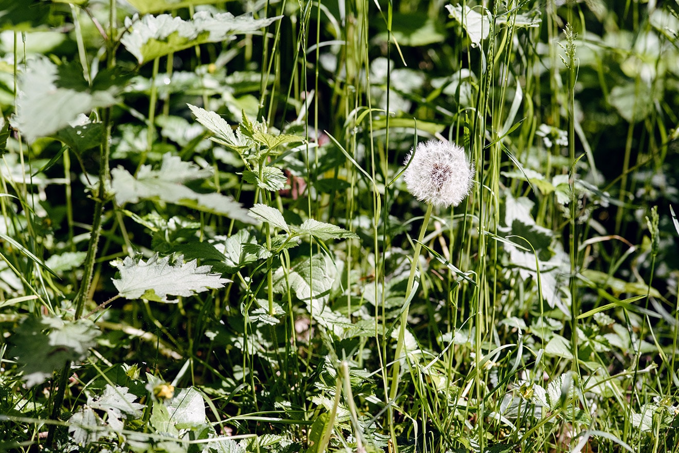 Pissenlit au milieu des hautes herbes