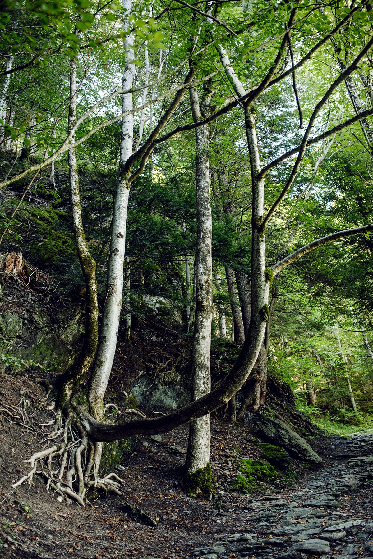 Forêt entre les chutes du Reichenbach et les gorges de l'Aar, dans l'Oberland bernois