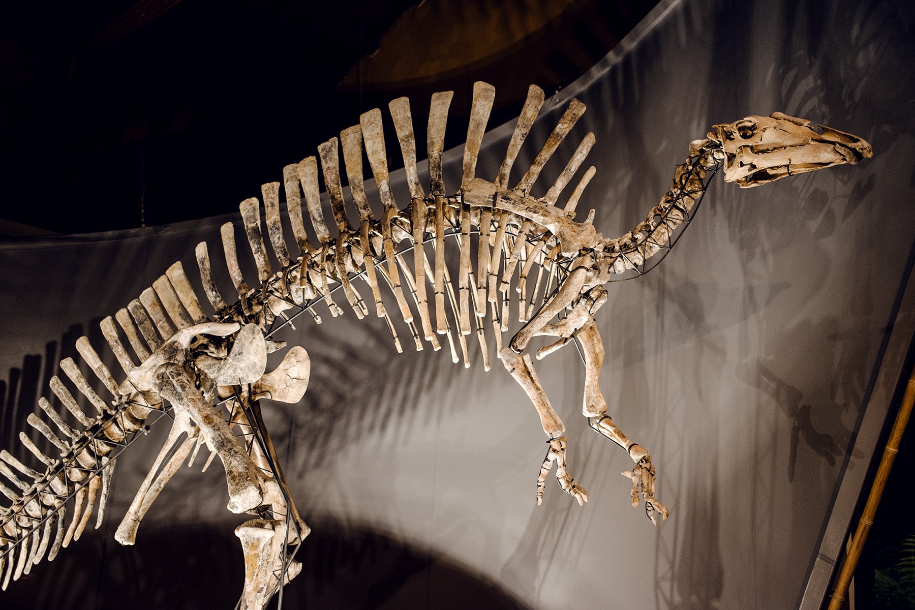 Musée d'histoire naturelle de Venise: squelette de dinosaure Ouranosaurus