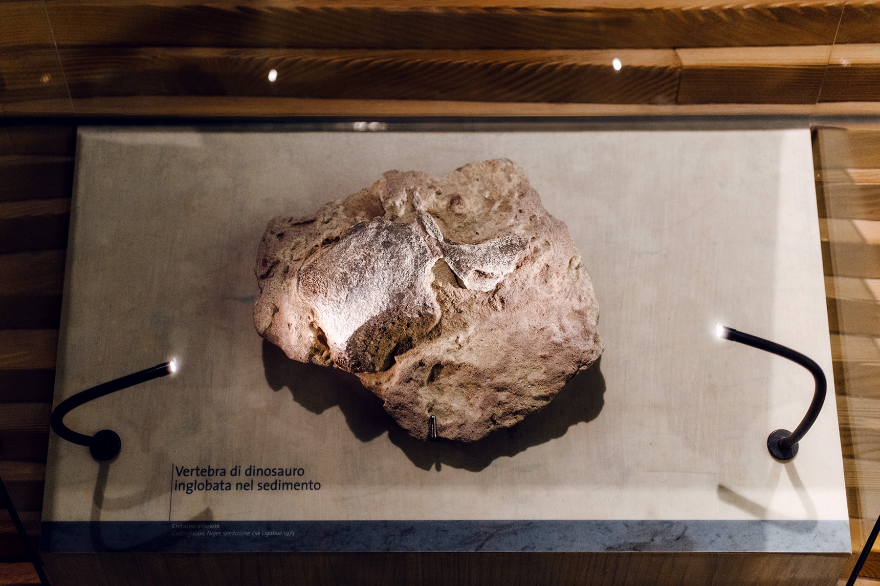 Musée d'histoire naturelle de Venise: vertèbre de dinosaure