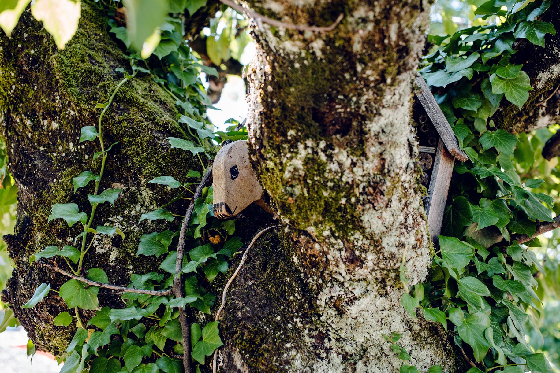 Tête de mouton à bascule en bois perchée dans un cerisier