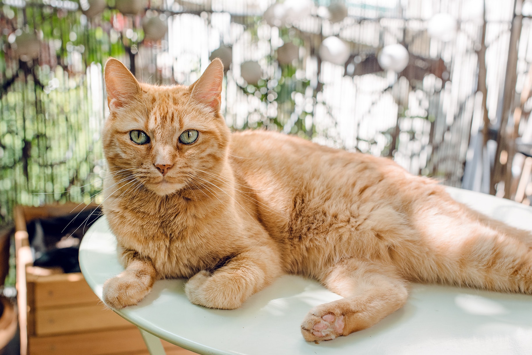 Mon petit chat orange installée sur la table du balcon