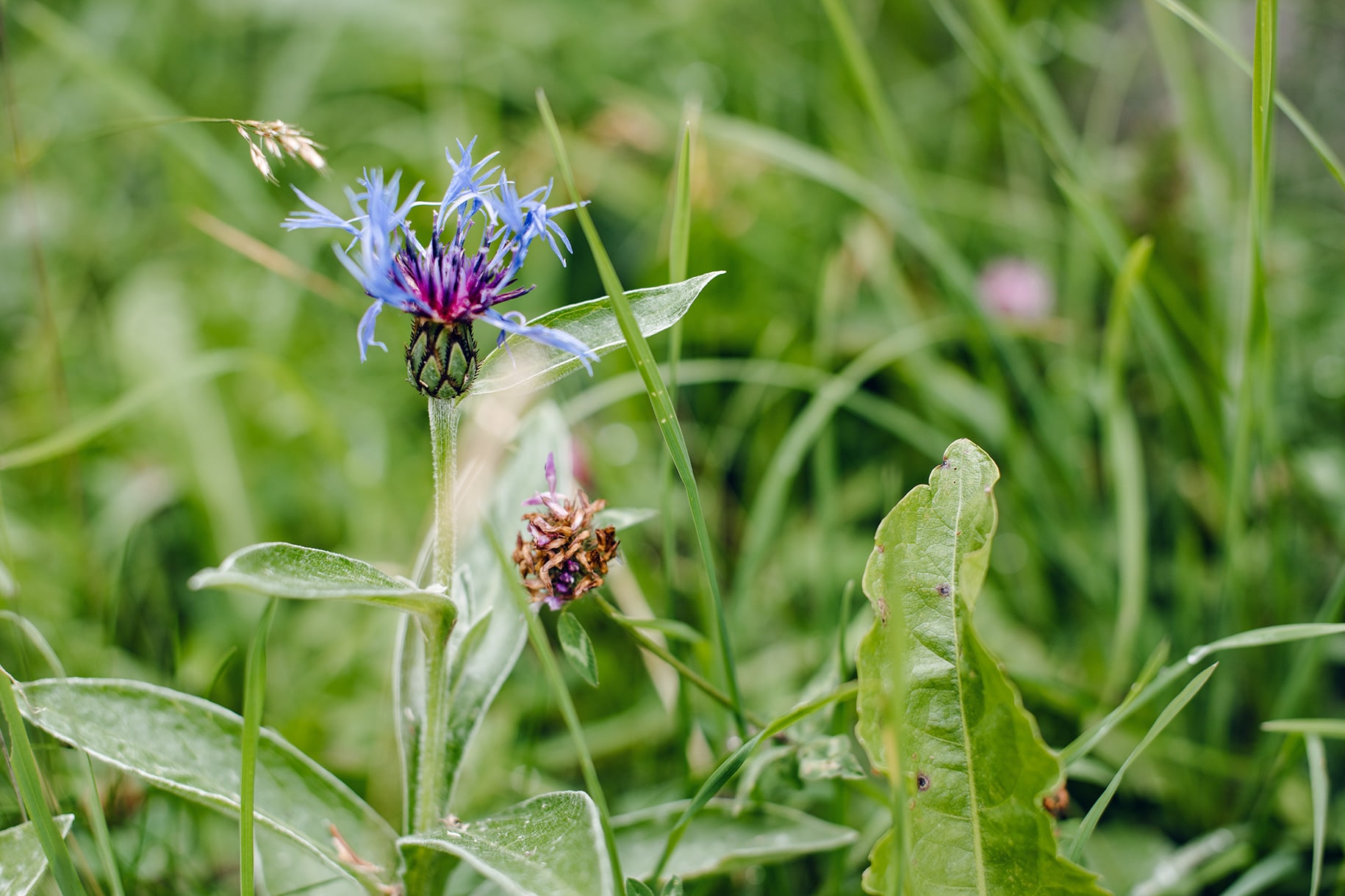 Bleuets dans un pâturage des montagnes neuchâteloises