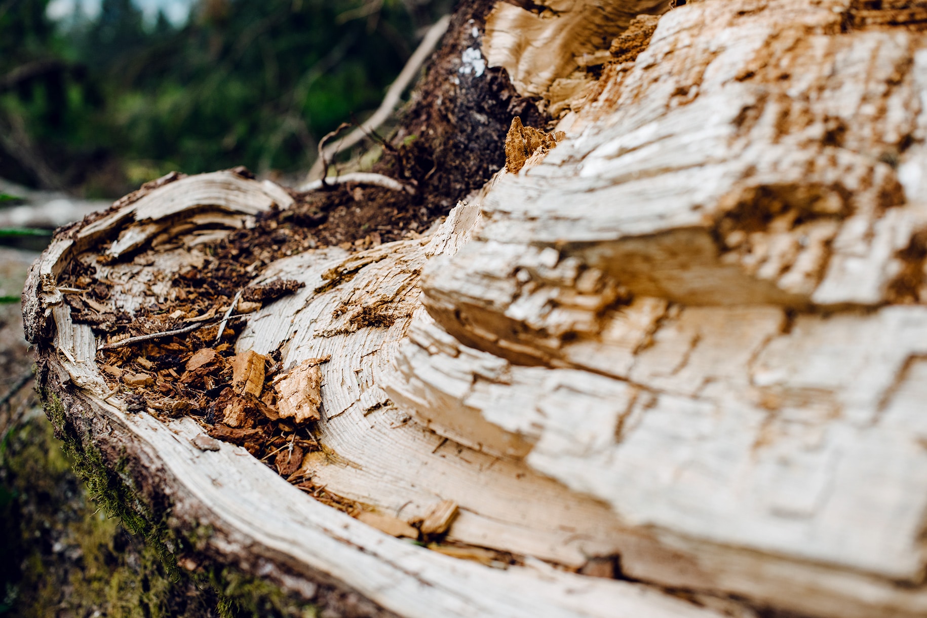 Détails d'un tronc d'arbre cassé