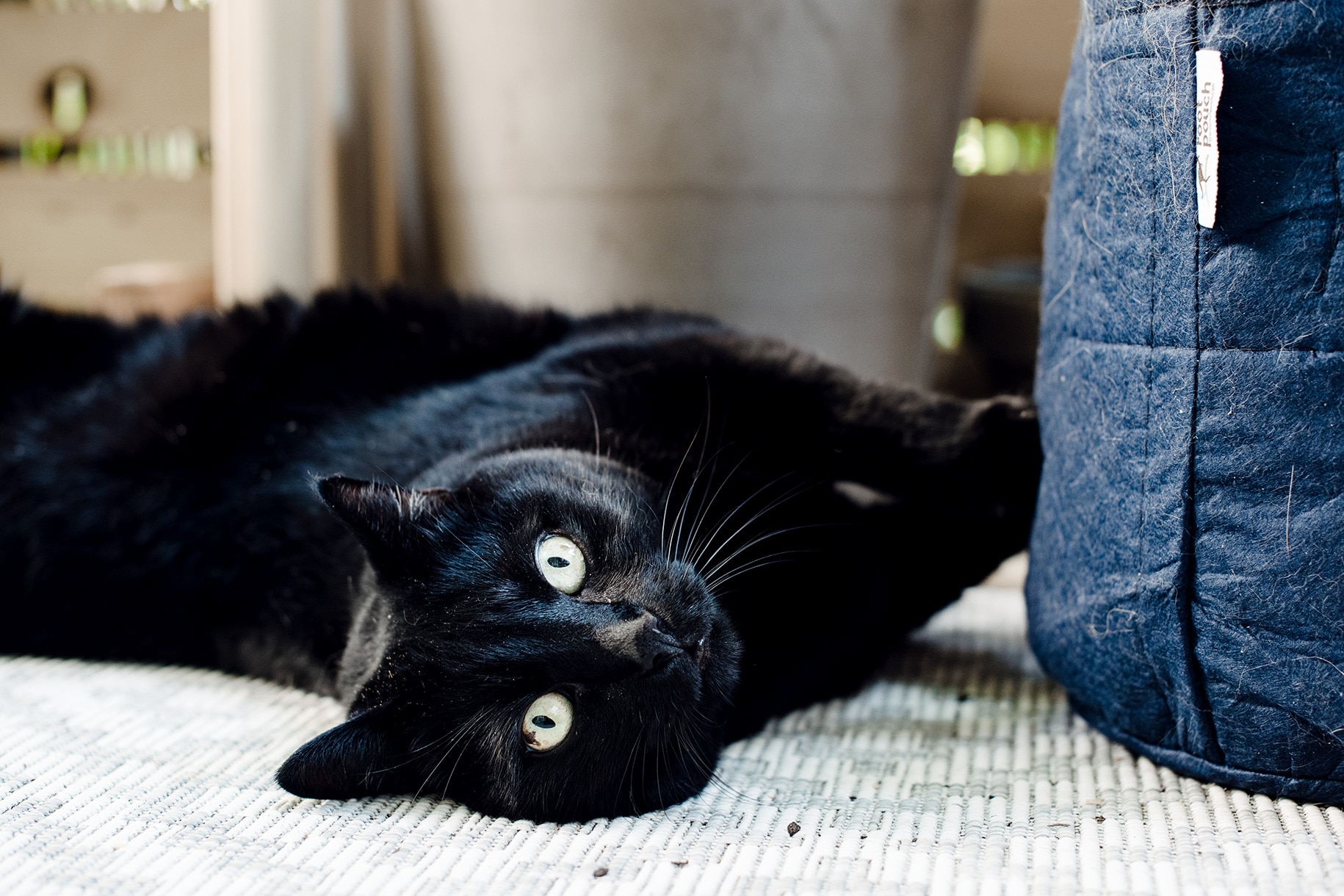 Mon grand chat noir, vautré dans la terre et la poussière sur le balcon