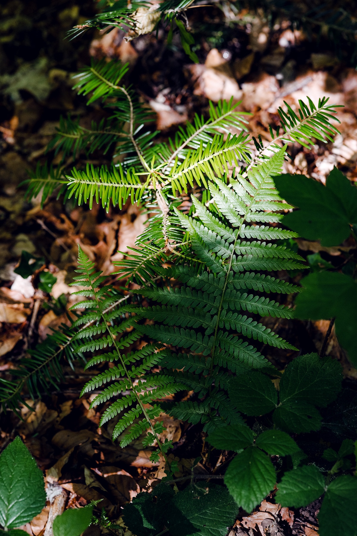 Balade en forêt