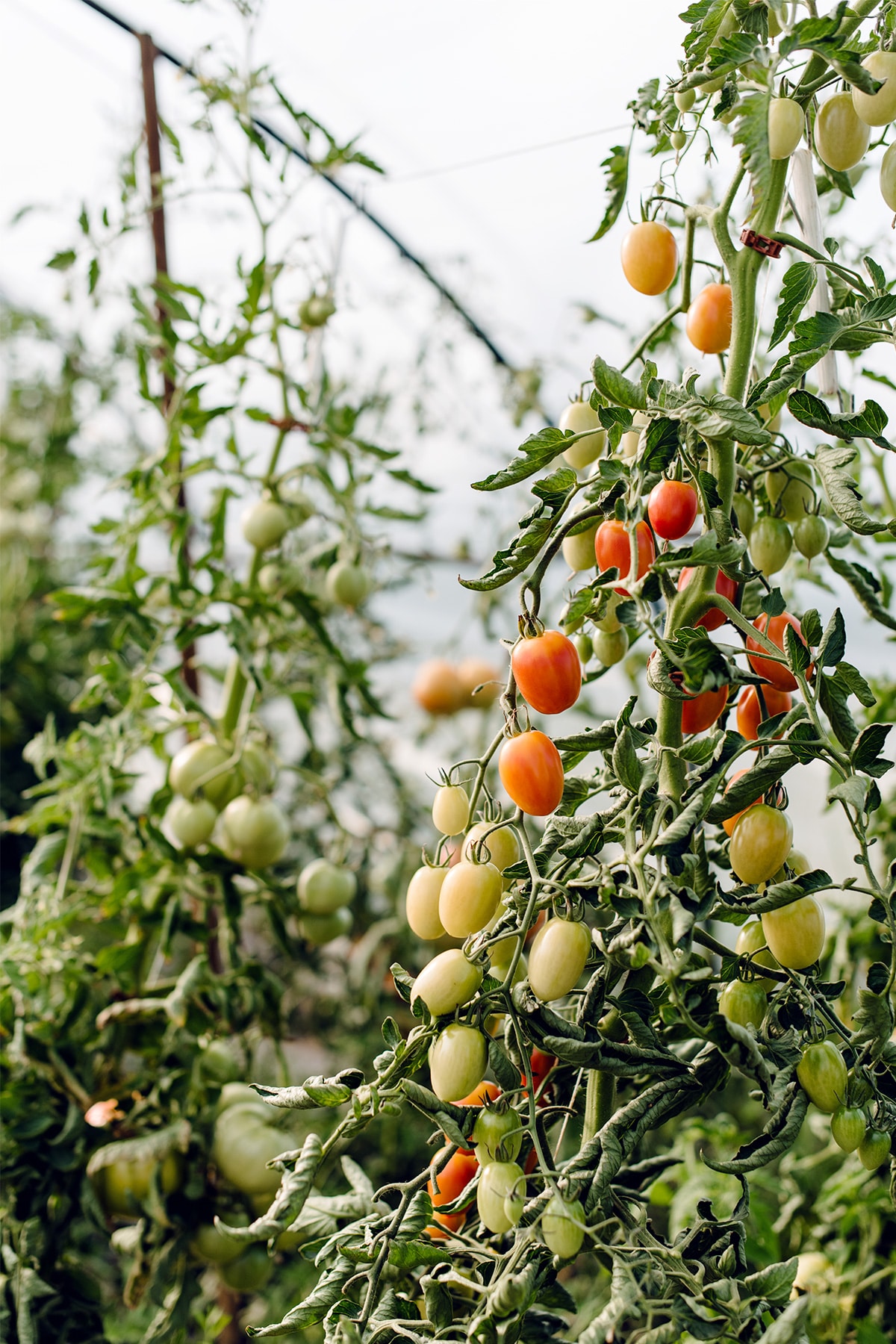Serre de tomates