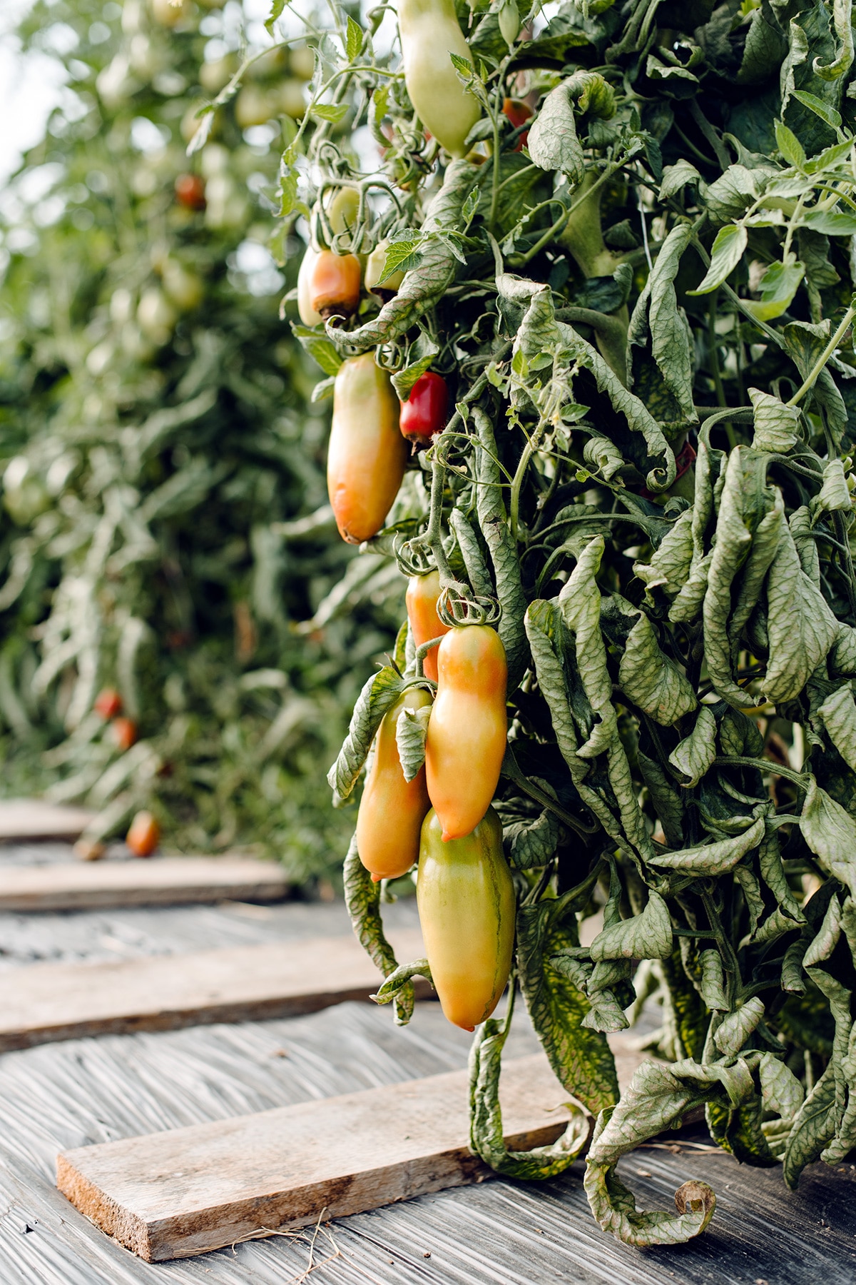 Serre de tomates