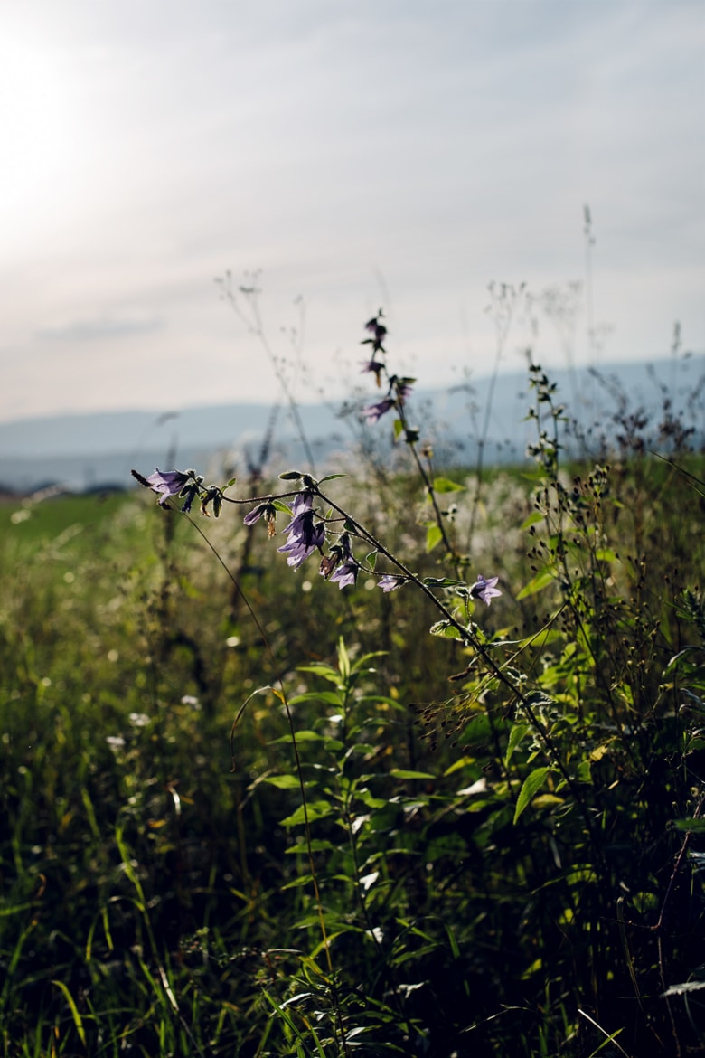 Lumière déclinante sur la campagne seelandaise