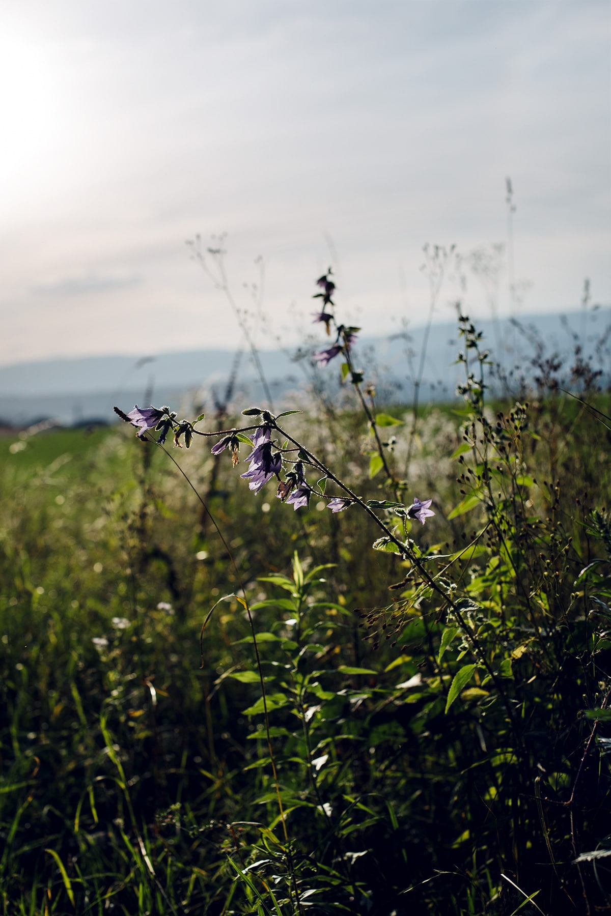 Lumière déclinante sur la campagne seelandaise