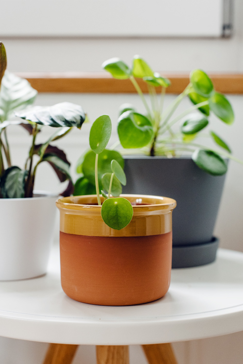Collection de plantes d'intérieur: pilea et calathea