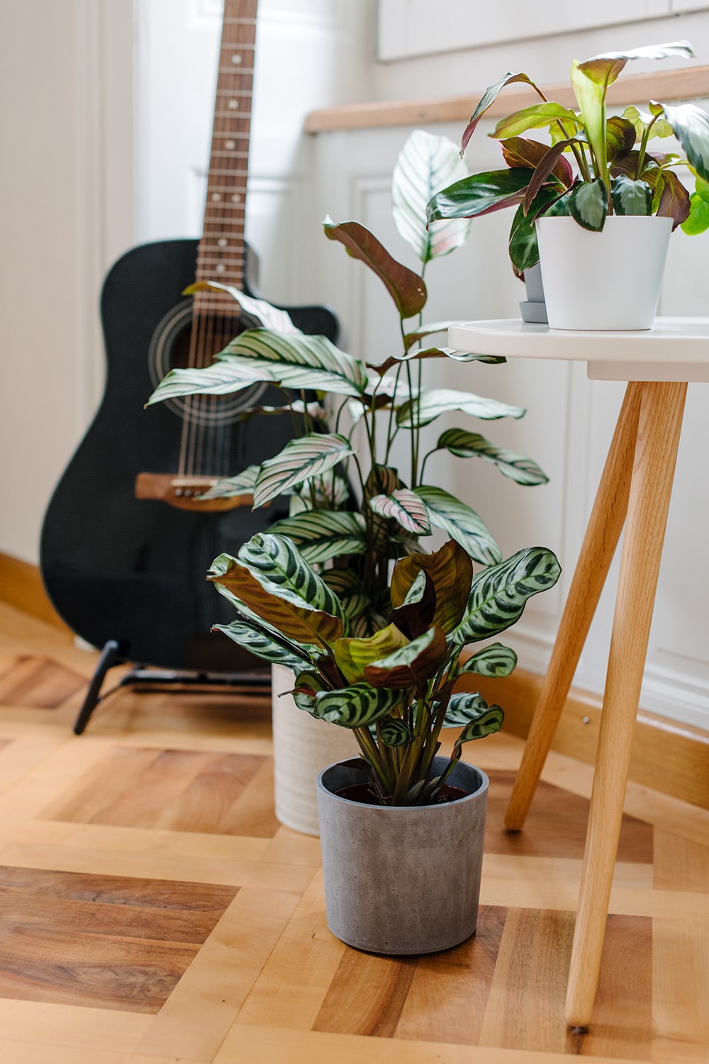 Collection de plantes d'intérieur: différentes variétés de calathea