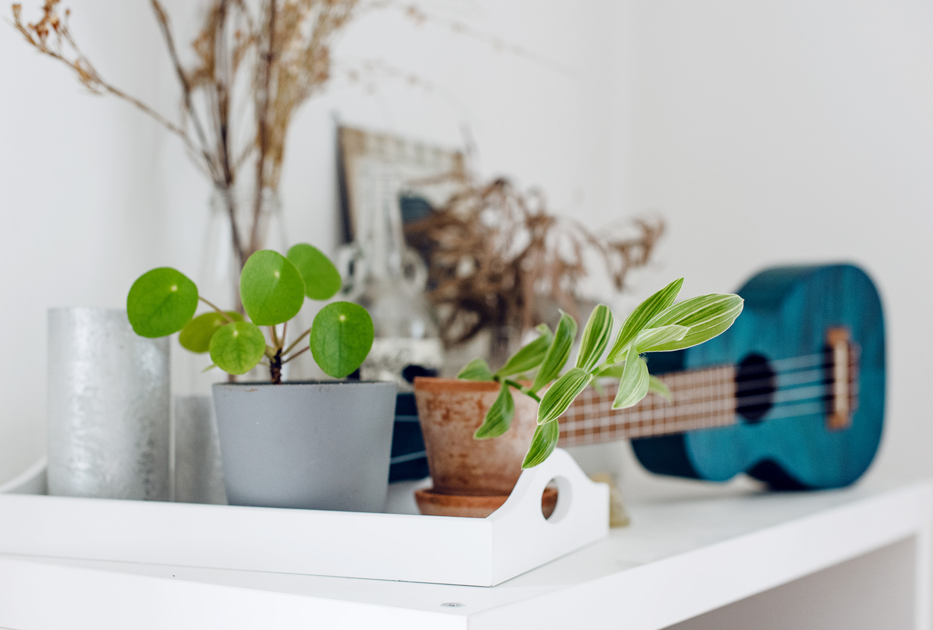 Collection de plantes d'intérieur: pilea et misère