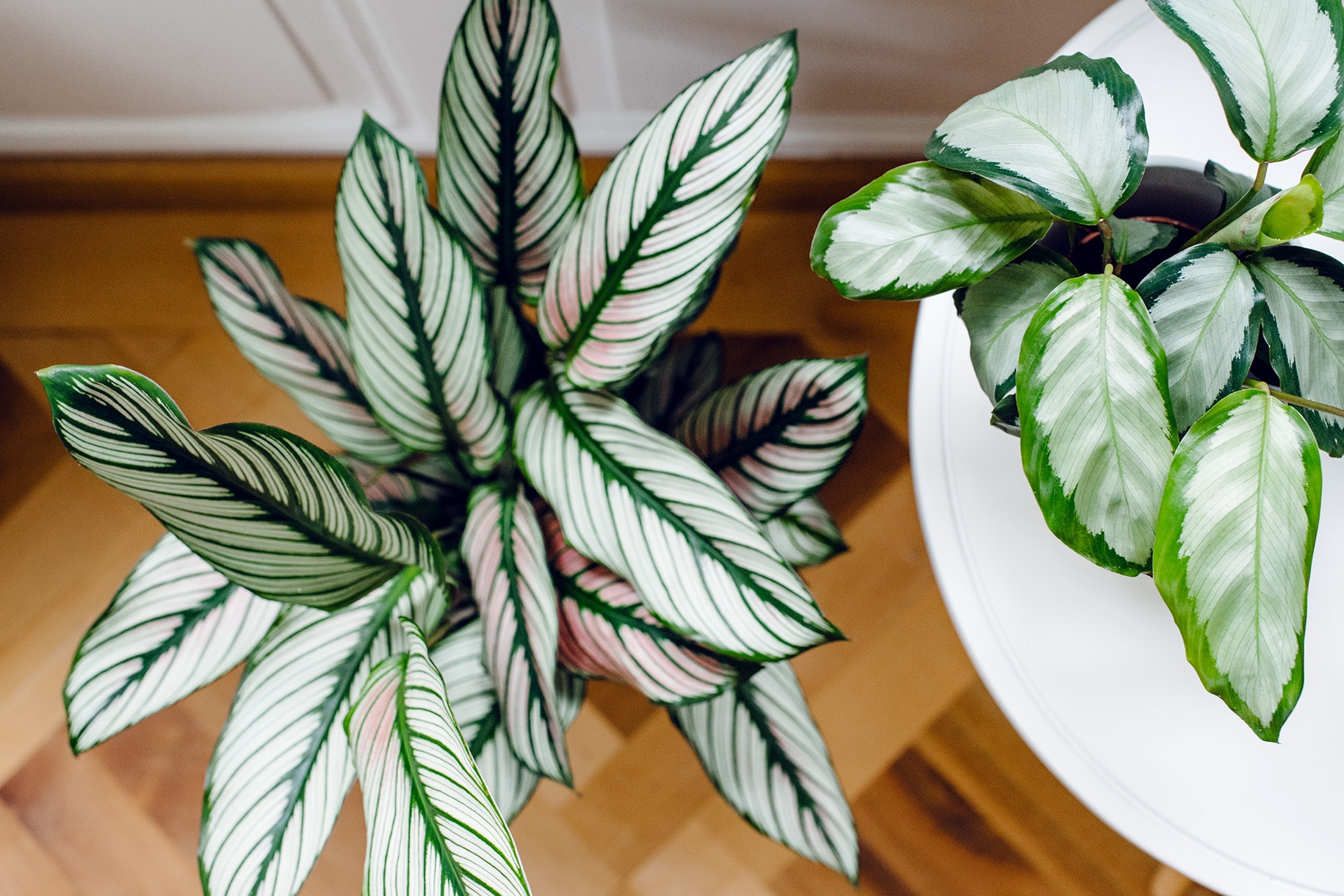 Collection de plantes d'intérieur: différentes variétés de calathea