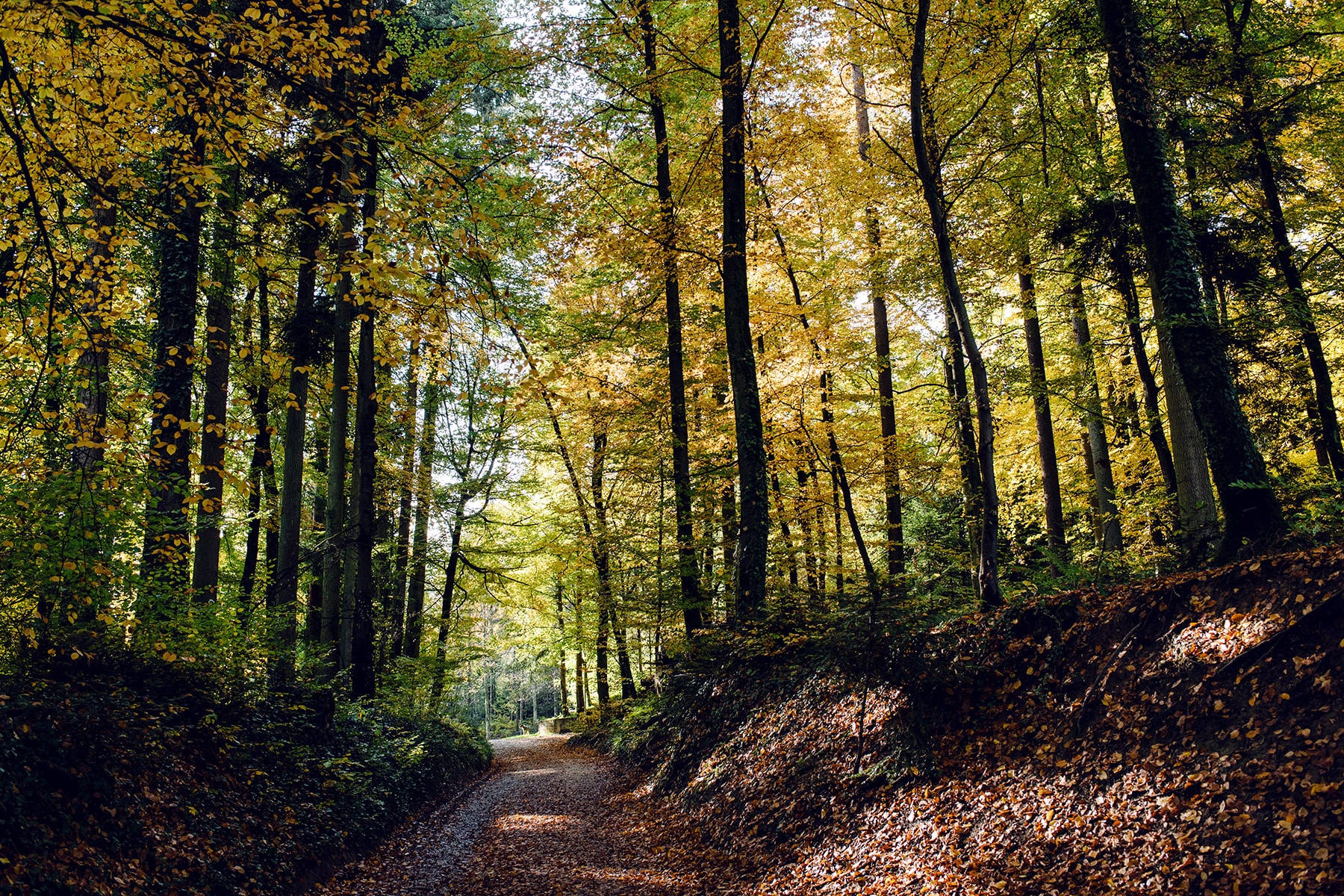 Chemin forestier couvert de feuilles mortes et bordé de hauts arbres au feuillage jaune – Promenade automnale dans la forêt de Petinesca