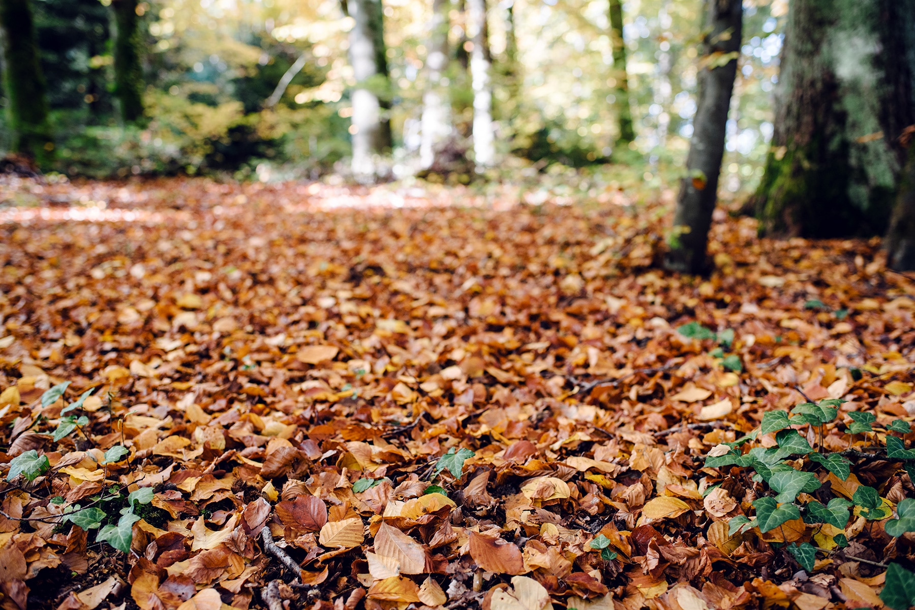 Promenade automnale dans la forêt de Petinesca