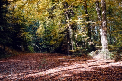 Promenade automnale dans la forêt de Petinesca