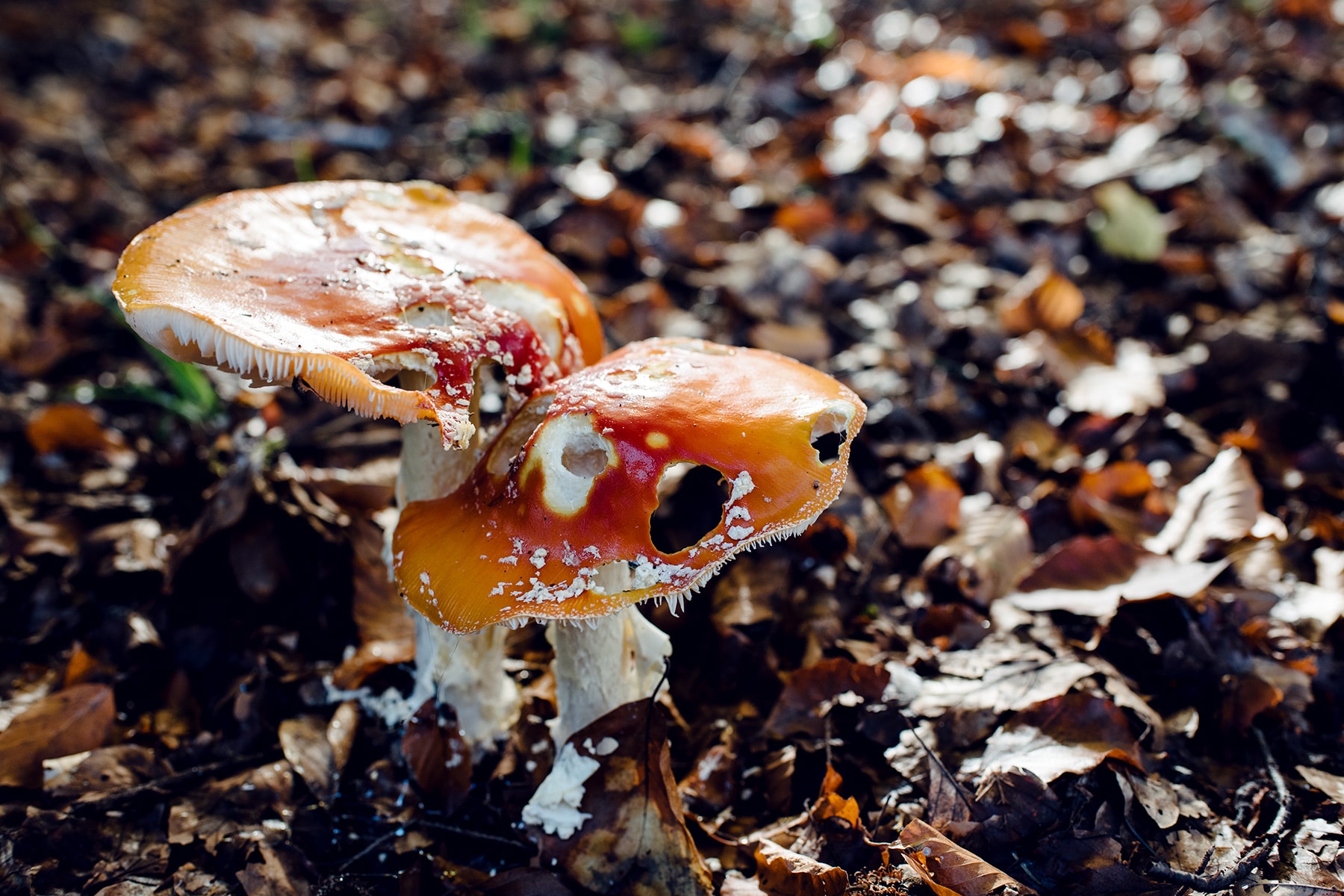 Deux champignons aux chapeaux oranges troués à plusieurs endroits, au milieu d'un lit de feuilles mortes – Promenade automnale dans la forêt de Petinesca