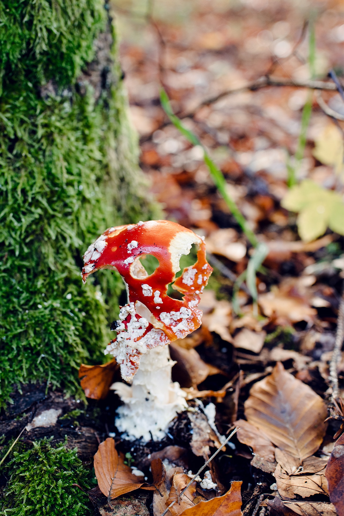 Champignon au chapeau rouge et blanc, en partie décomposé, adossé à un tronc d'arbre recouvert de mousse verte – Promenade automnale dans la forêt de Petinesca