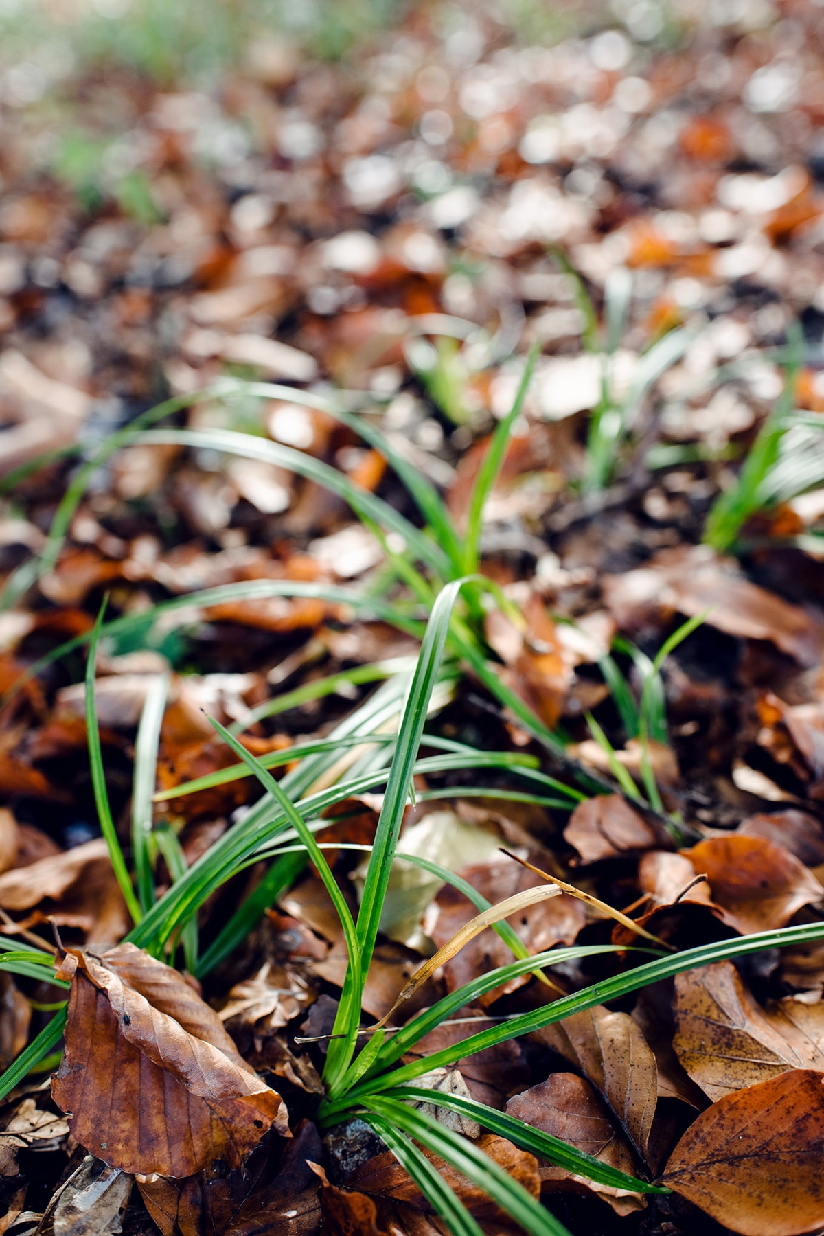 Trois touffes d'herbes vertes émergeant d'un lit de feuilles mortes – Promenade automnale dans la forêt de Petinesca