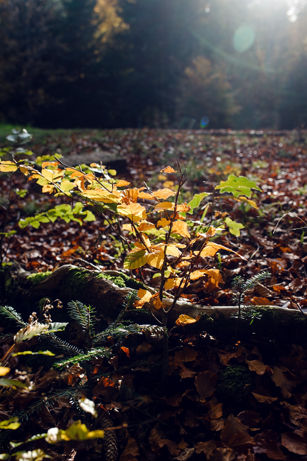 Branche d'un arbuste aux feuilles jaunes, poussant au ras du sol au milieu d'un lit de feuilles mortes – Promenade automnale dans la forêt de Petinesca