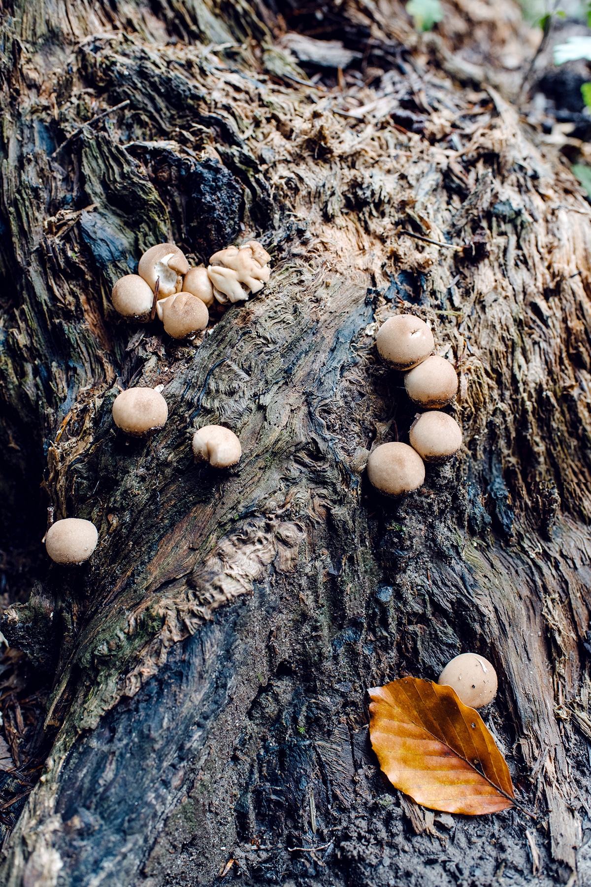 Petits champignons ronds et bruns, poussant au pied d'une souche d'arbe mort – Promenade automnale dans la forêt de Petinesca