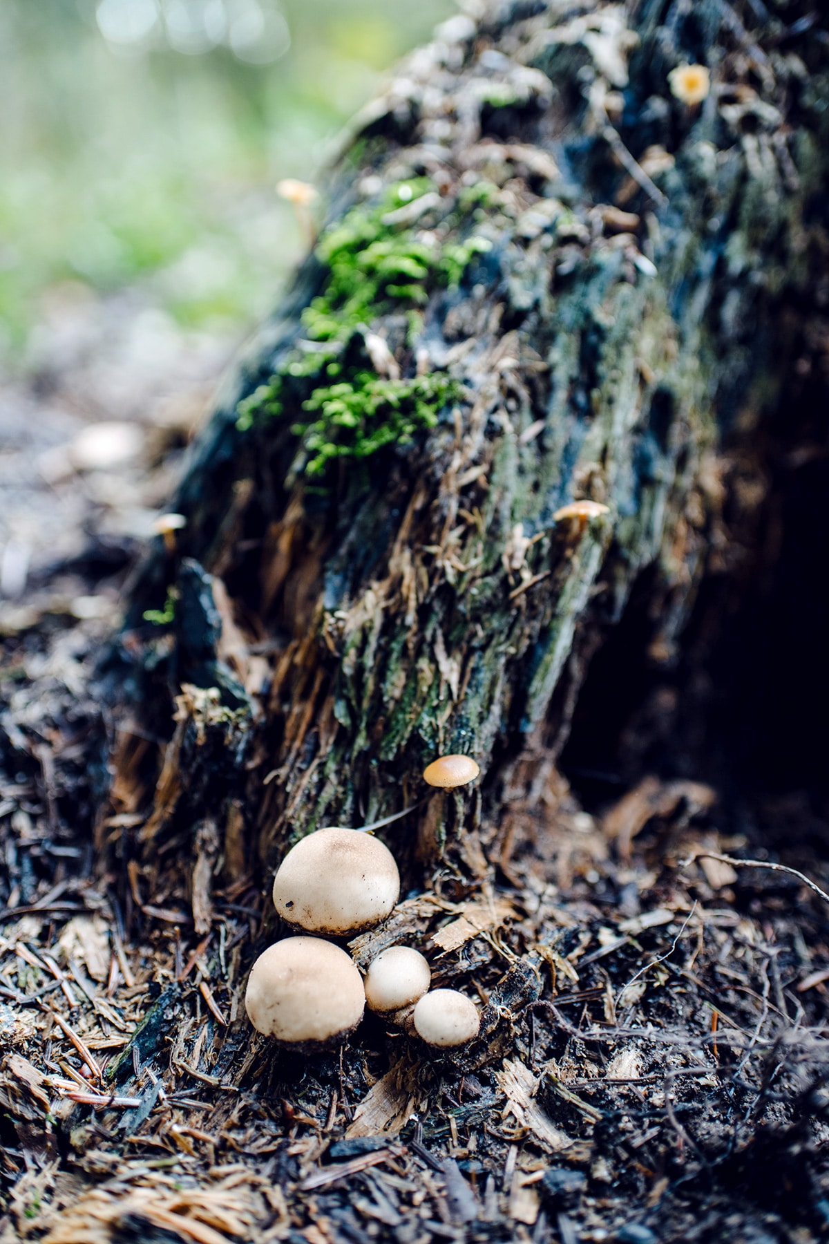 Cinq petits champignons ronds et bruns, poussant au pied d'une souche d'arbe mort – Promenade automnale dans la forêt de Petinesca