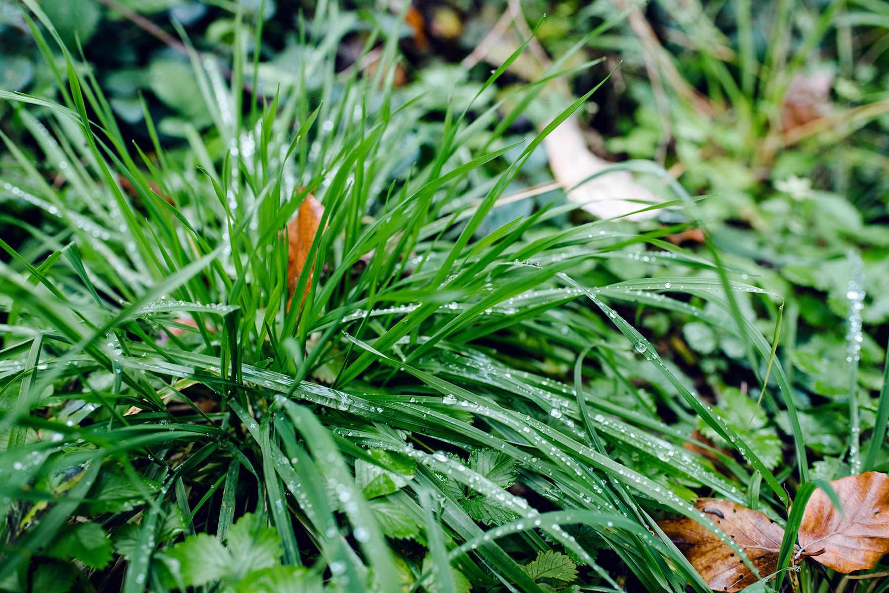 Touffes d'herbe dont les brins sont parsemés de gouttelettes de pluie – Promenade automnale dans la forêt de Petinesca