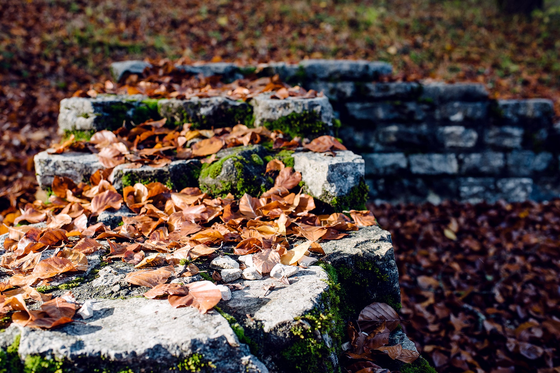 Muret en pierres taillées recouvert de feuilles mortes – Promenade automnale dans la forêt de Petinesca