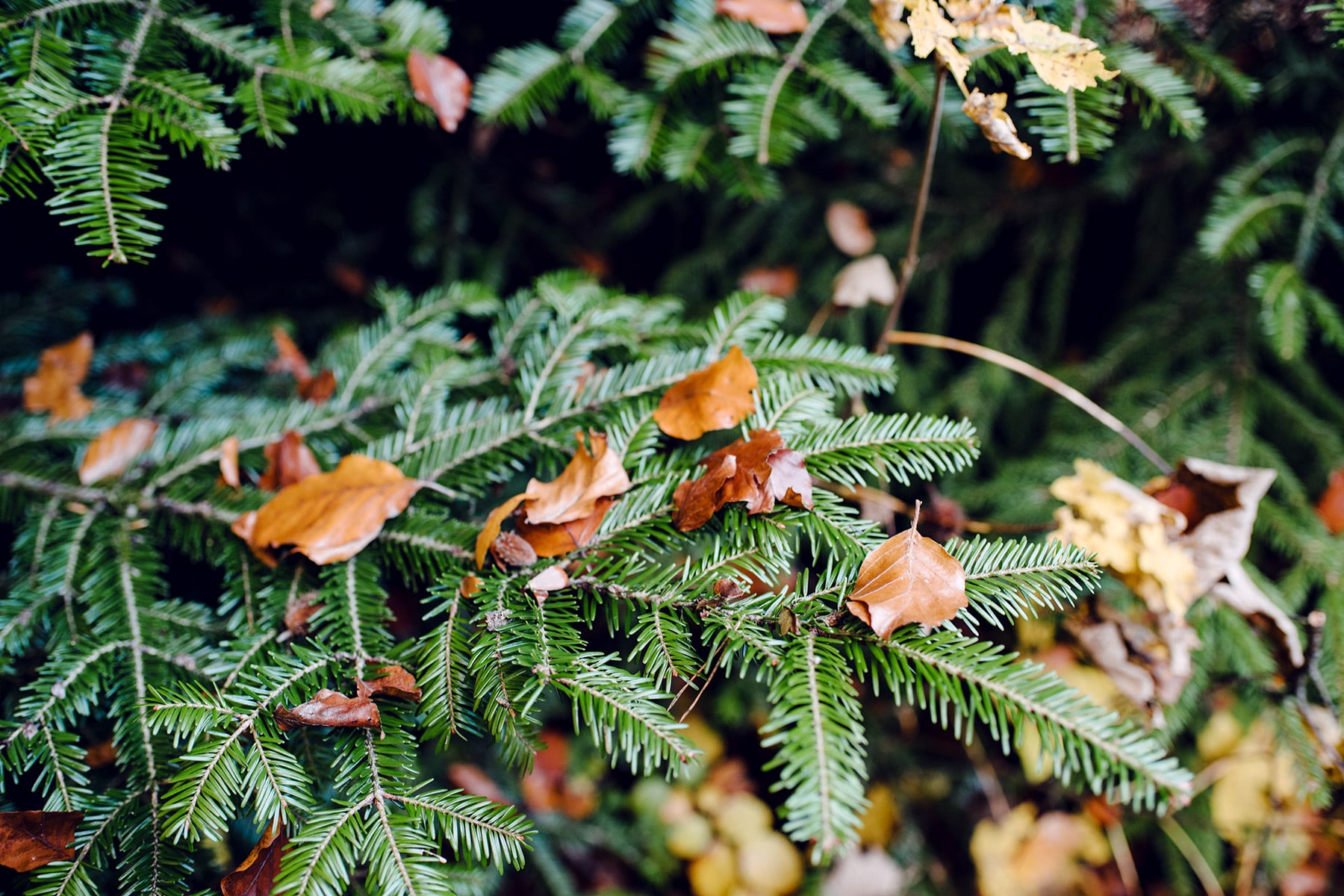 Feuilles mortes oranges posées sur une branche de sapin – Promenade automnale dans la forêt de Petinesca