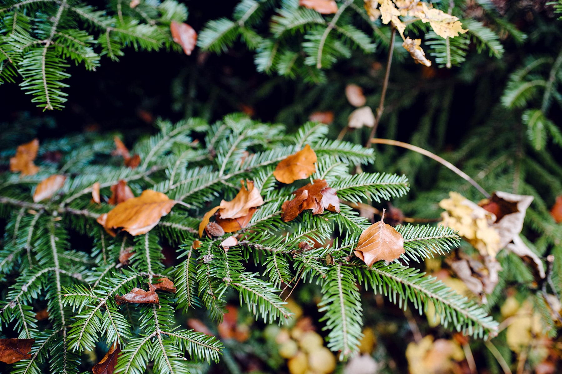 Feuilles mortes oranges posées sur une branche de sapin – Promenade automnale dans la forêt de Petinesca