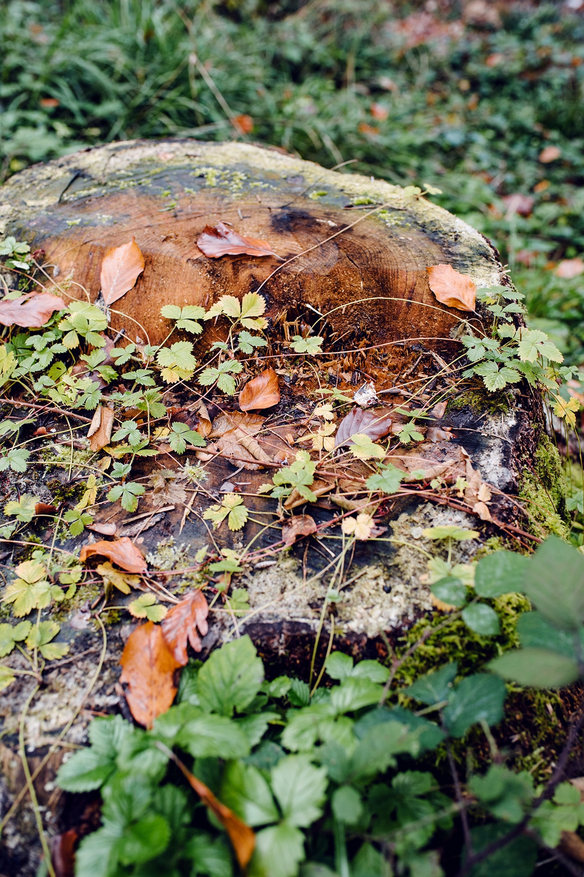 Souche d'arbre coupé, recouverte de mousse et de différents végétaux – Promenade automnale dans la forêt de Petinesca