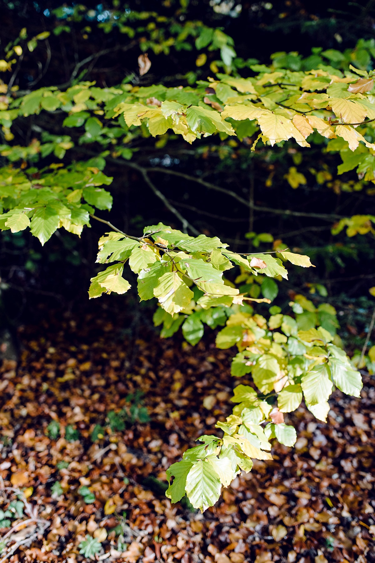 Branche d'arbre dont le feuillage commence à jaunir – Promenade automnale dans la forêt de Petinesca