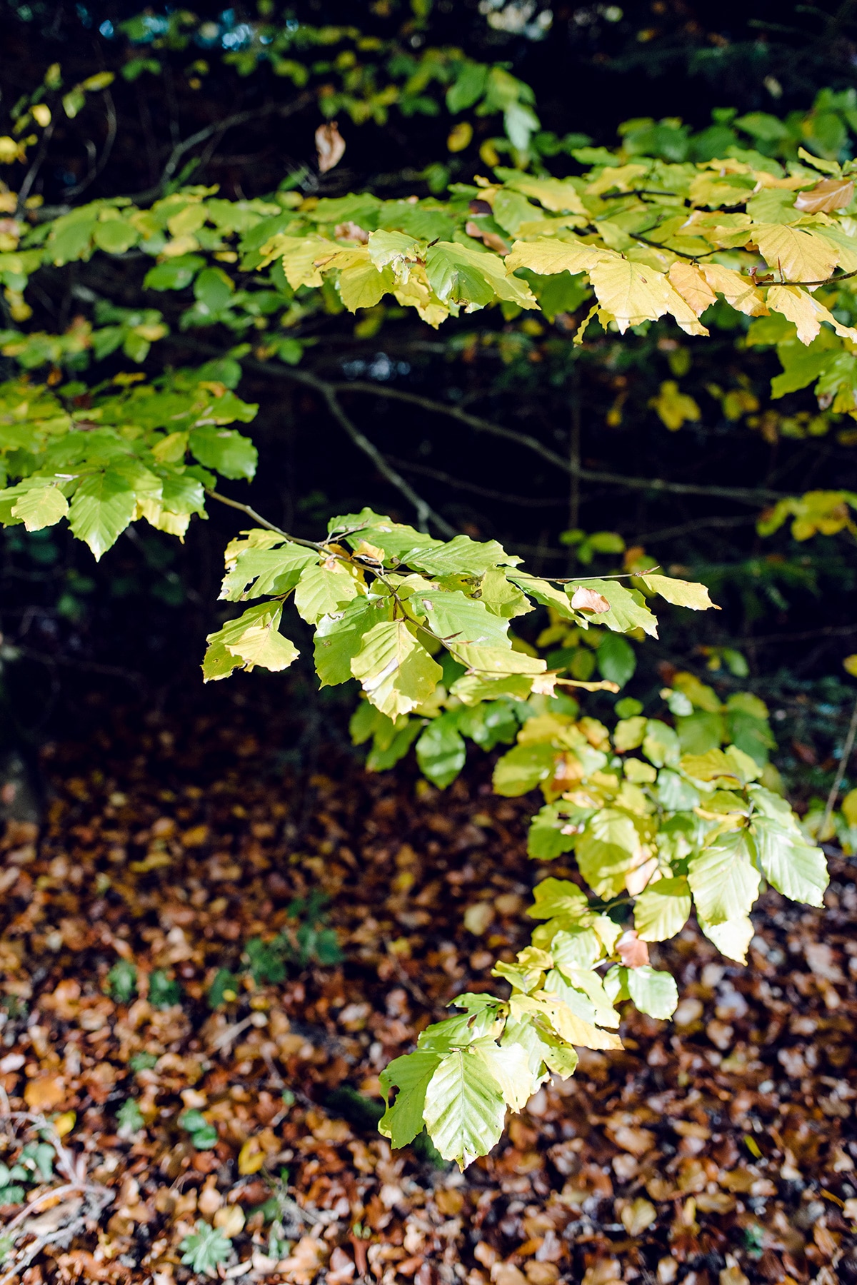 Branche d'arbre dont le feuillage commence à jaunir – Promenade automnale dans la forêt de Petinesca